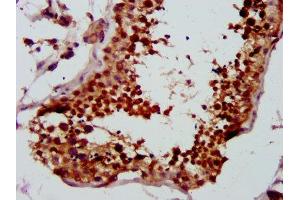 IHC image of ABIN7147315 diluted at 1:500 and staining in paraffin-embedded human testis tissue performed on a Leica BondTM system.