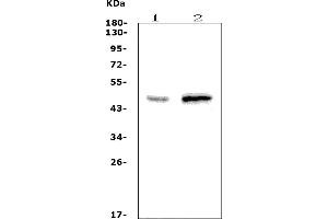 Western blot analysis of WNT10A using anti-WNT10A antibody (ABIN7601693).