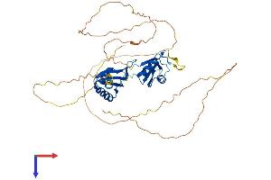 AlphaFold protein structure predicition of Human Recombinant RBMS2 Protein, UniprotID Q15434