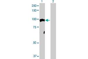 Western Blot analysis of NR3C1 expression in transfected 293T cell line by NR3C1 MaxPab polyclonal antibody.