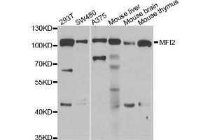 Western blot analysis of extracts of various cell lines, using MFI2 antibody (ABIN5974004) at 1/1000 dilution. (MFI2 anticorps)