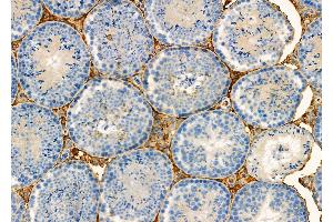 ABIN6257199 and ABIN6275956 at 1/100 staining Mouse testis tissue by IHC-P. (G Protein-Coupled Receptor 132 anticorps  (C-Term))