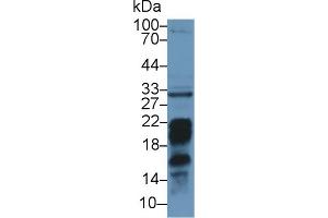 Western Blot; Sample: Mouse Liver lysate; Primary Ab: 1µg/ml Rabbit Anti-Mouse PDCD1LG2 Antibody Second Ab: 0. (PDCD1LG2 anticorps  (AA 36-219))