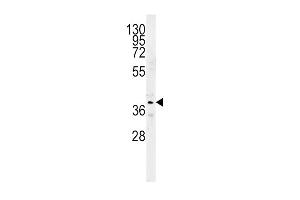 SRD5A2 Antibody (Center) (ABIN651742 and ABIN2840383) western blot analysis in mouse kidney tissue lysates (15 μg/lane).