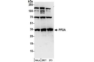 Western Blotting (WB) image for anti-Protein Phosphatase 2A Activator, Regulatory Subunit 4 (PPP2R4) (C-Term) antibody (ABIN7450585)