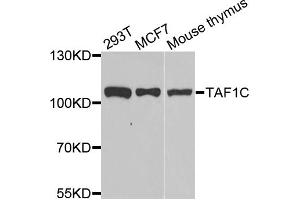 Western blot analysis of extracts of various cell lines, using TAF1C antibody (ABIN5974089) at 1/1000 dilution. (TAF1C anticorps)
