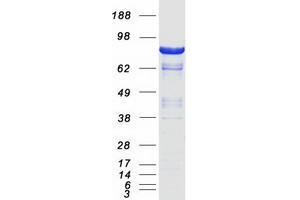 Validation with Western Blot (DLG4 Protein (Transcript Variant 1) (Myc-DYKDDDDK Tag))