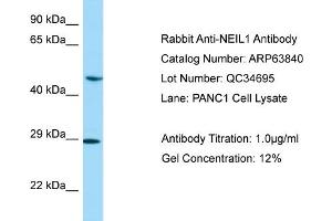 Western Blotting (WB) image for anti-Endonuclease VIII-Like 1 (NEIL1) (C-Term) antibody (ABIN2789640) (NEIL1 anticorps  (C-Term))