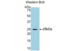 Western Blotting (WB) image for anti-alpha 1 Microglobulin/bikunin precursor (AMBP) (AA 22-203) antibody (ABIN1077774) (AMBP anticorps  (AA 22-203))