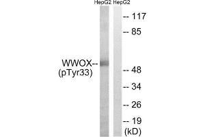 Western Blotting (WB) image for anti-WW Domain Containing Oxidoreductase (WWOX) (pTyr33) antibody (ABIN1847723) (WWOX anticorps  (pTyr33))