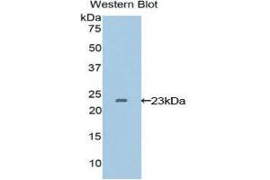 Western Blotting (WB) image for anti-Vascular Endothelial Growth Factor B (VEGFB) (AA 22-207) antibody (ABIN3209182) (VEGFB anticorps  (AA 22-207))