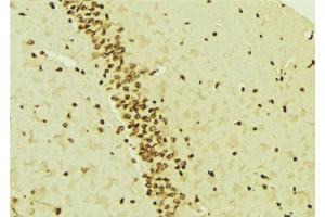 ABIN6276541 at 1/100 staining Mouse brain tissue by IHC-P. (MCM7 anticorps  (Internal Region))