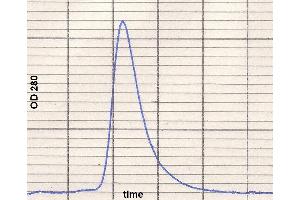 product purity: gel permeation chromatography (Superose 12/HR) (IgE Protéine)
