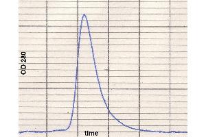 product purity: gel permeation chromatography (Superose 12/HR)