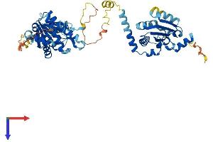 AlphaFold protein structure predicition of Human Recombinant GDAP2 Protein, UniprotID Q9NXN4