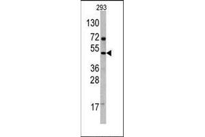 Western blot analysis of anti-VEGF4 Antibody (C-term) Pab in 293 cell line lysates.
