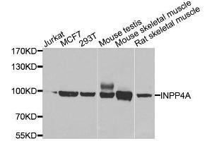 Western blot analysis of extracts of various cell lines, using INPP4A antibody. (INPP4A anticorps  (AA 1-250))