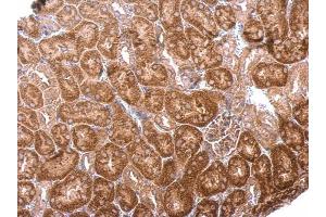 IHC-P Image BPNT1 antibody [N1C3] detects BPNT1 protein at cytosol on mouse kidney by immunohistochemical analysis.