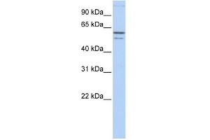 CRMP1 antibody used at 1 ug/ml to detect target protein.