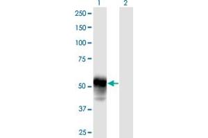 Western Blot analysis of ESAM expression in transfected 293T cell line by ESAM MaxPab polyclonal antibody. (ESAM anticorps  (AA 1-390))