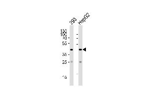 Western blot analysis of lysates from 293, HepG2 cell line (from left to right), using SIRT3 Antibody (C-term) (ABIN390178 and ABIN2840669). (SIRT3 anticorps  (C-Term))