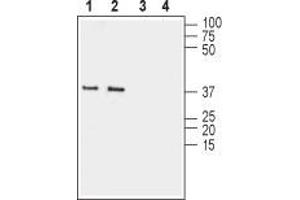 Western blot analysis of mouse (lanes 1 and 3) and rat (lanes 2 and 4) brain membranes: 1,2. (Gap Junction Protein, delta 2, 36kDa (GJD2) Peptide)