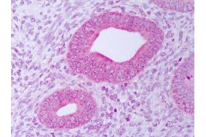 Anti-PDIA3 / ERp57 antibody IHC of human uterus, endometrium. (PDIA3 anticorps  (APC))