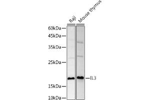 Western blot analysis of extracts of various cell lines, using IL3 antibody (ABIN6133013, ABIN6142378, ABIN6142379 and ABIN6221321) at 1:1000 dilution. (IL-3 anticorps  (AA 20-152))