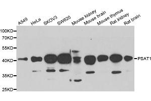 Western blot analysis of extracts of various cell lines, using PSAT1 antibody (ABIN5974050) at 1/1000 dilution. (PSAT1 anticorps)