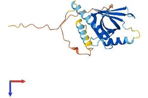 AlphaFold protein structure predicition of Mouse Recombinant Pid1 Protein, UniprotID Q3UBG2