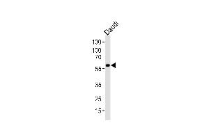 Western blot analysis of lysate from Daudi cell line, using CHRNA9 Antibody (N-term) (ABIN1944733 and ABIN2838559). (CHRNA9 anticorps  (N-Term))