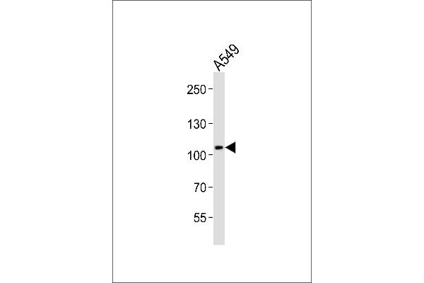 COG1 anticorps  (C-Term)