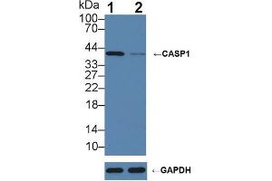 Knockout Varification: ;Lane 1: Wild-type Raji cell lysate; ;Lane 2: CASP1 knockout Raji cell lysate; ;Predicted MW: 10,30,35,43,45kDa ;Observed MW: 42kDa;Primary Ab: 5µg/ml Rabbit Anti-Porcine CASP1 Antibody;Second Ab: 0. (Caspase 1 anticorps  (AA 120-297))