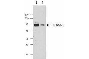Western Blotting (WB) image for anti-Toll-Like Receptor Adaptor Molecule 1 (TICAM1) antibody (ABIN2665411) (TICAM1 anticorps)