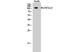 Western Blotting (WB) image for anti-MerTK/Tyro3 (MerTK/Tyro3) (Ser1181) antibody (ABIN3180727) (MerTK/Tyro3 anticorps  (Ser1181))