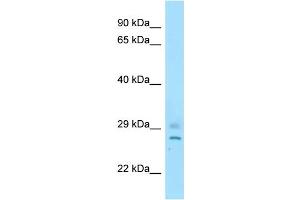 Host: Rabbit Target Name: Cnot8 Antibody Dilution: 1. (CNOT8 anticorps  (C-Term))