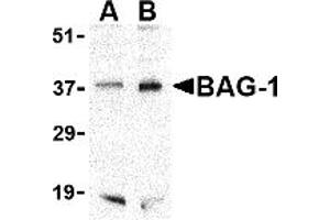 Western Blotting (WB) image for anti-BCL2-Associated Athanogene (BAG1) (C-Term) antibody (ABIN1030281) (BAG1 anticorps  (C-Term))