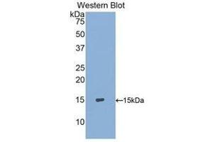 Western Blotting (WB) image for anti-S100 Calcium Binding Protein A9 (S100A9) (AA 1-114) antibody (ABIN1078513)