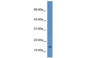Western Blot showing HIST1H2AE antibody used at a concentration of 1 ug/ml against RPMI-8226 Cell Lysate (HIST1H2AE anticorps  (Middle Region))