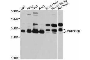 Western blot analysis of extracts of various cell lines, using MRPS18B antibody (ABIN5998258) at 1:3000 dilution. (MRPS18B anticorps)