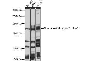 Western blot analysis of extracts of various cell lines, using Niemann-Pick type C1 Like-1 antibody (ABIN6132421, ABIN6144760, ABIN6144761 and ABIN6214162) at 1:1000 dilution.