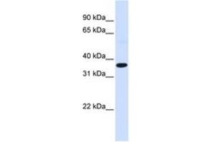 Image no. 1 for anti-c-Fos (c-Fos) (N-Term) antibody (ABIN6744358) (c-FOS anticorps  (N-Term))