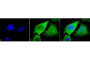 Immunocytochemistry/Immunofluorescence analysis using Rabbit Anti-HO-1 Polyclonal Antibody (ABIN361673 and ABIN361674). (HMOX1 anticorps)