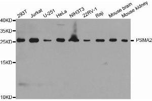 Western blot analysis of extracts of various cell lines, using PSMA2 antibody.