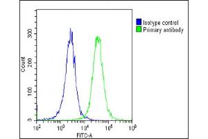 Overlay histogram showing Hela cells stained with (ABIN6243894 and ABIN6578868)(green line).