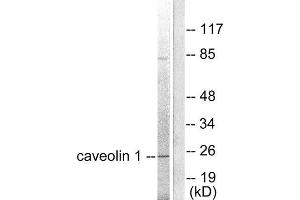 Western Blotting (WB) image for anti-Caveolin 1, Caveolae Protein, 22kDa (CAV1) (C-Term) antibody (ABIN1848451) (Caveolin-1 anticorps  (C-Term))
