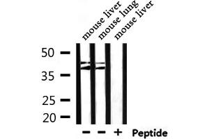 Western blot analysis of extracts from mouse liver ,mouse lung, using Cytochrome P450 4Z1/2 Antibody. (Cytochrome P450 4Z1/2 anticorps)
