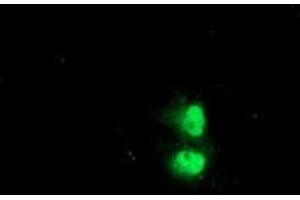 Anti-C1orf50 mouse monoclonal antibody (ABIN2454835) immunofluorescent staining of COS7 cells transiently transfected by pCMV6-ENTRY C1orf50 (RC200134). (C1ORF50 anticorps)