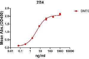 ELISA plate pre-coated by 2 μg/mL (100 μL/well) Human 2B4 protein, mFc-His tagged protein ((ABIN6961083, ABIN7042195 and ABIN7042196)) can bind Rabbit anti-2B4 monoclonal antibody(clone: DM70) in a linear range of 1-100 ng/mL. (Recombinant 2B4 anticorps  (AA 22-221))