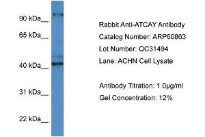 Western Blotting (WB) image for anti-Ataxia, Cerebellar, Cayman Type (ATCAY) (C-Term) antibody (ABIN2788611) (ATCAY anticorps  (C-Term))